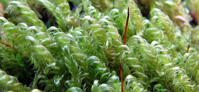 Sanionia uncinata